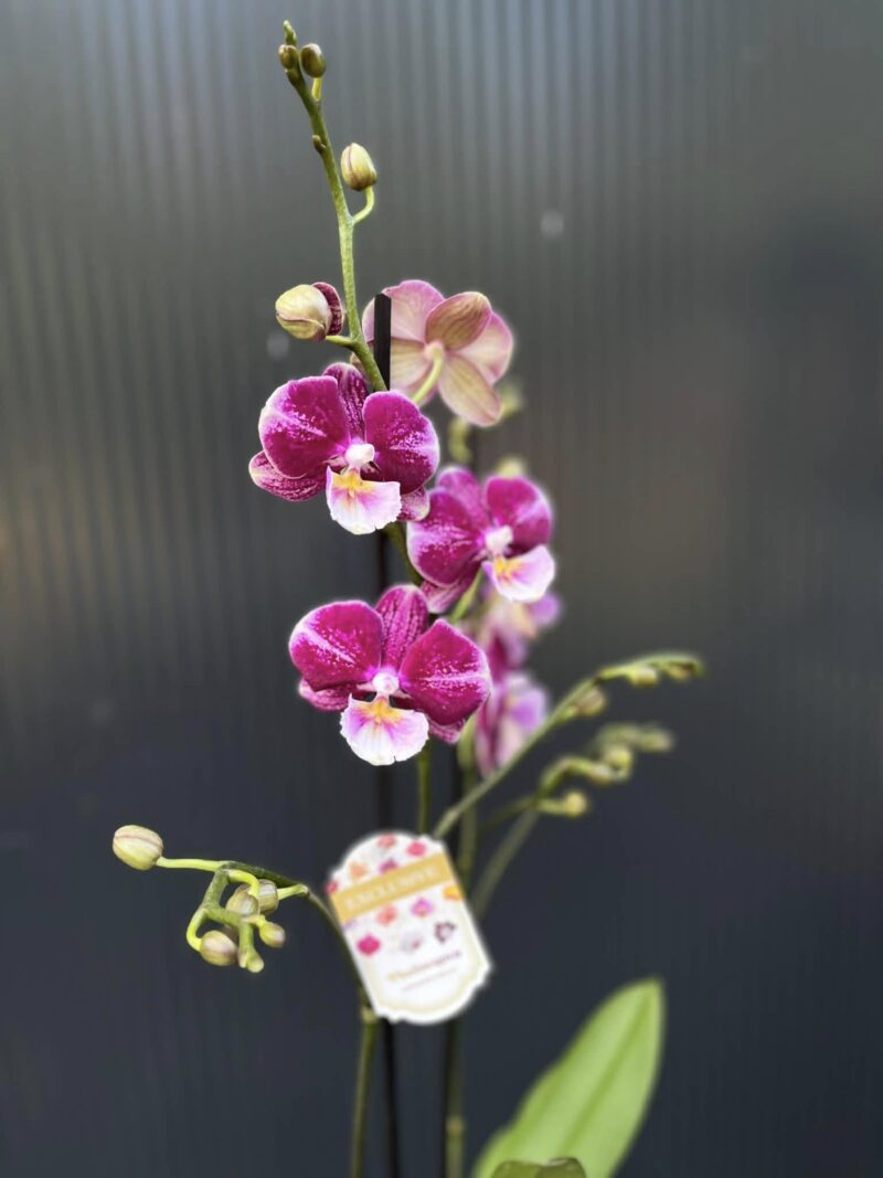 Phalaenopsis ‘Johana Big Lip’ | Storczyk