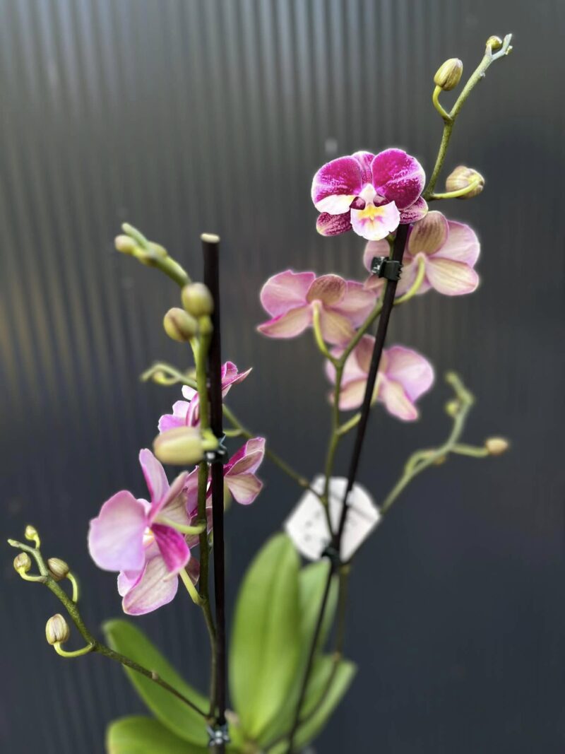Phalaenopsis ‘Johana Big Lip’ | Storczyk