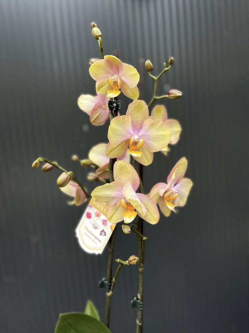 Phalaenopsis Sparks hybrid | Storczyk