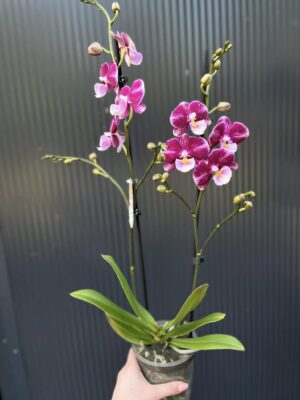 Phalaenopsis ‘Johana Big Lip’ | Storczyk