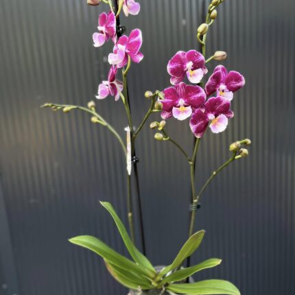 Phalaenopsis ‘Johana Big Lip’ | Storczyk