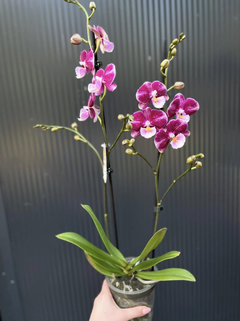 Phalaenopsis ‘Johana Big Lip’ | Storczyk
