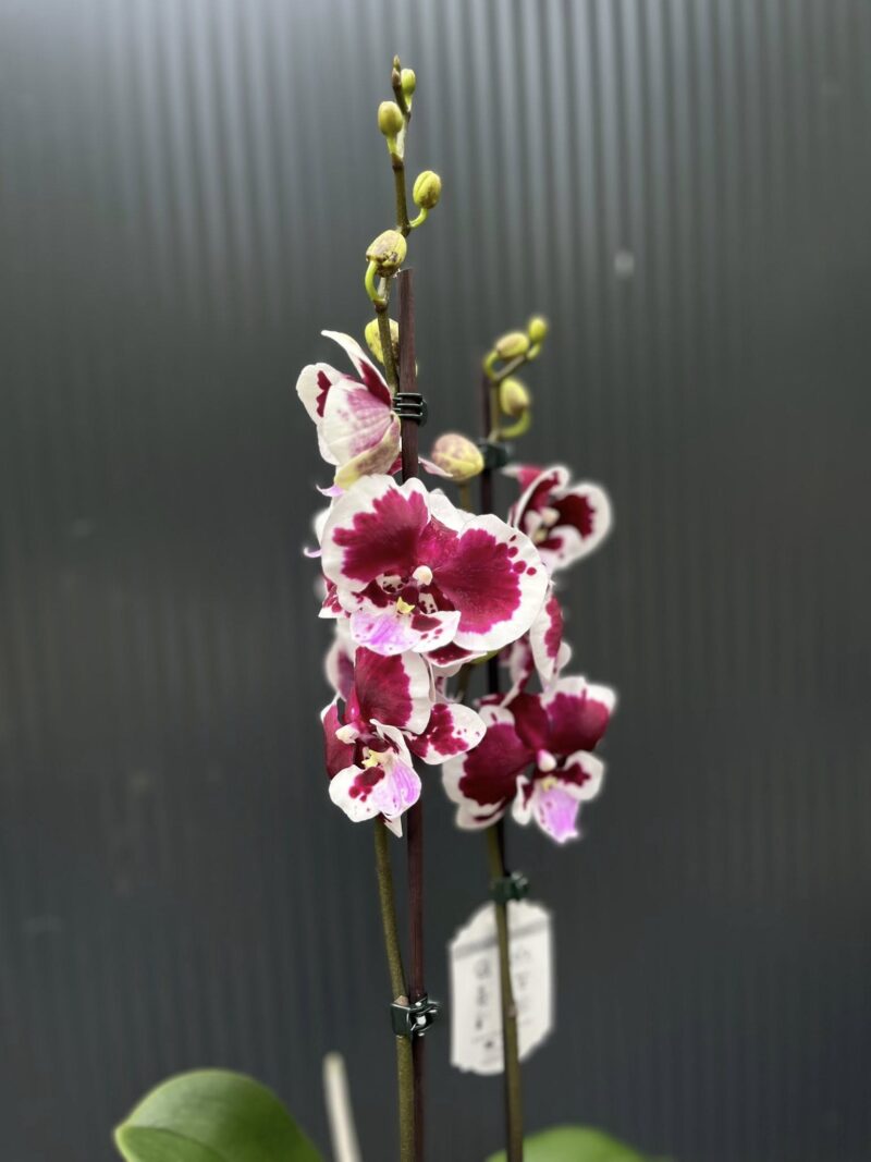 Phalaenopsis Limited 50 | Storczyk