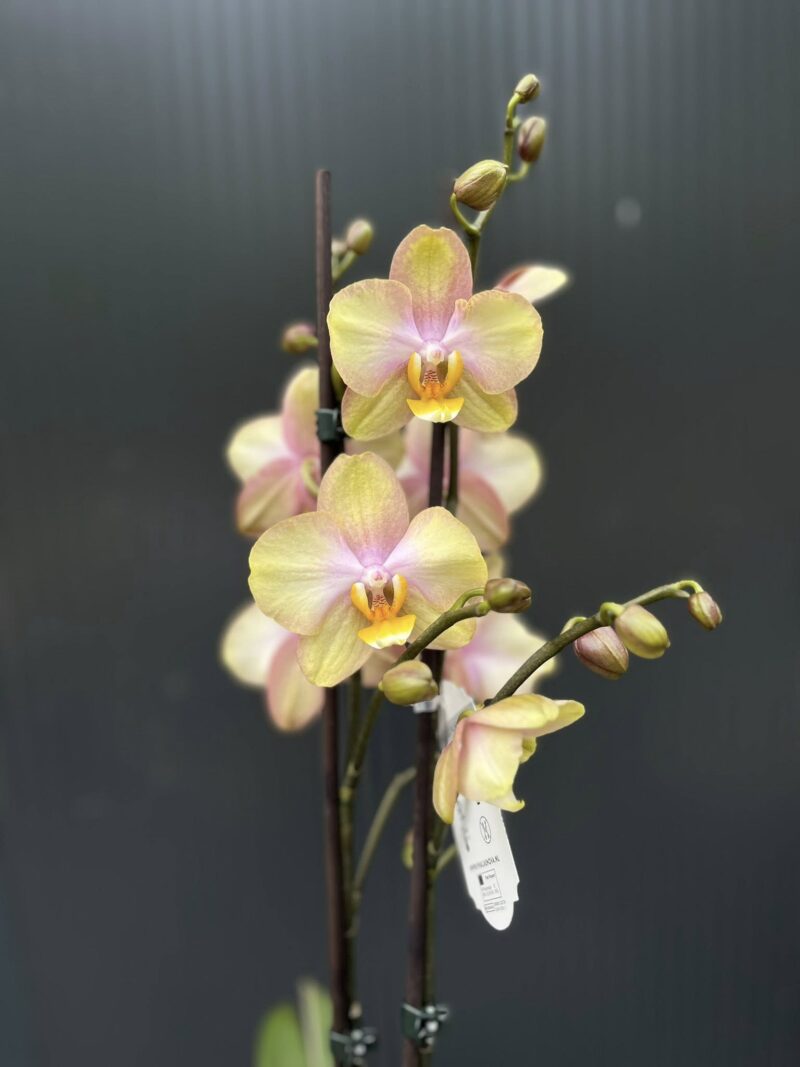 Phalaenopsis Sparks hybrid | Storczyk