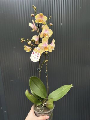 Phalaenopsis Sparks hybrid | Storczyk