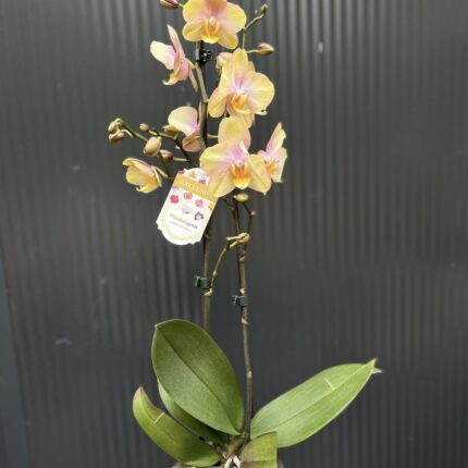 Phalaenopsis Sparks hybrid | Storczyk