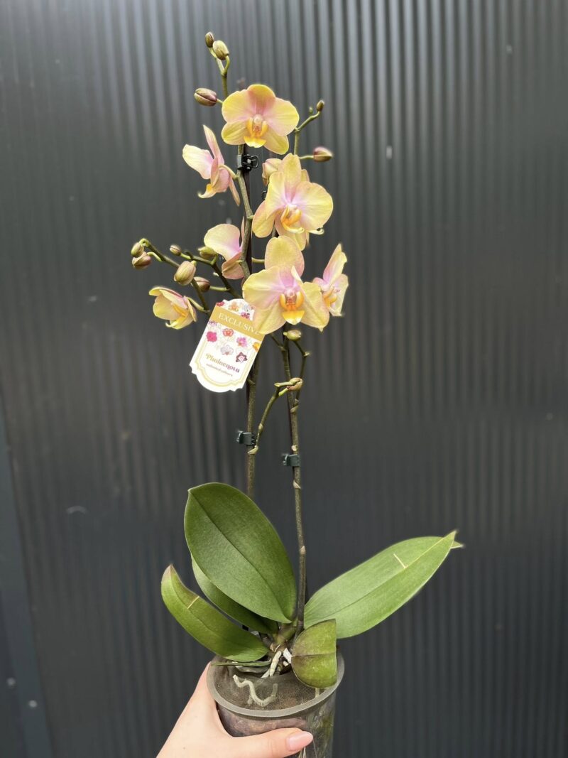 Phalaenopsis Sparks hybrid | Storczyk