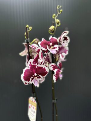 Phalaenopsis Limited 50 | Storczyk