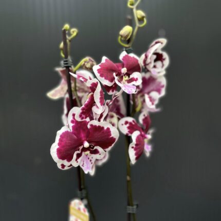 Phalaenopsis Limited 50 | Storczyk