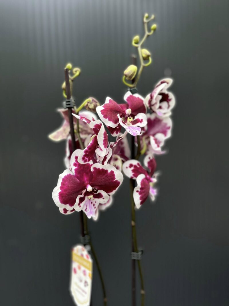 Phalaenopsis Limited 50 | Storczyk Phalaenopsis Limited 50 | Storczyk