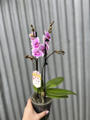 Phalaenopsis ‘Ching Ann Vichris Dress (Big Lip)’ | Storczyk przekwitający