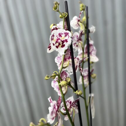 phalaenopsis Untold Stories big lip | Storczyk