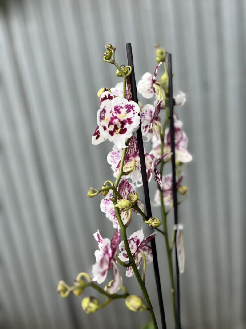 phalaenopsis Untold Stories big lip | Storczyk