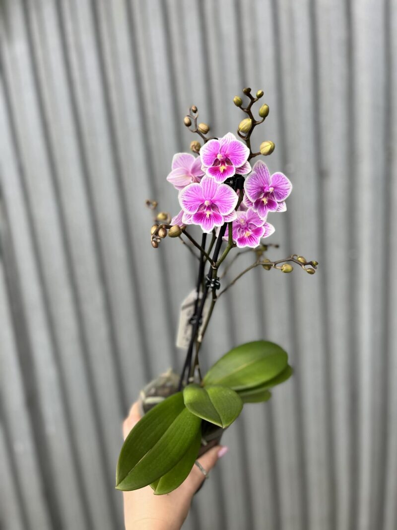 Phalaenopsis ‘Ching Ann Vichris Dress (Big Lip)’ | Storczyk przekwitający