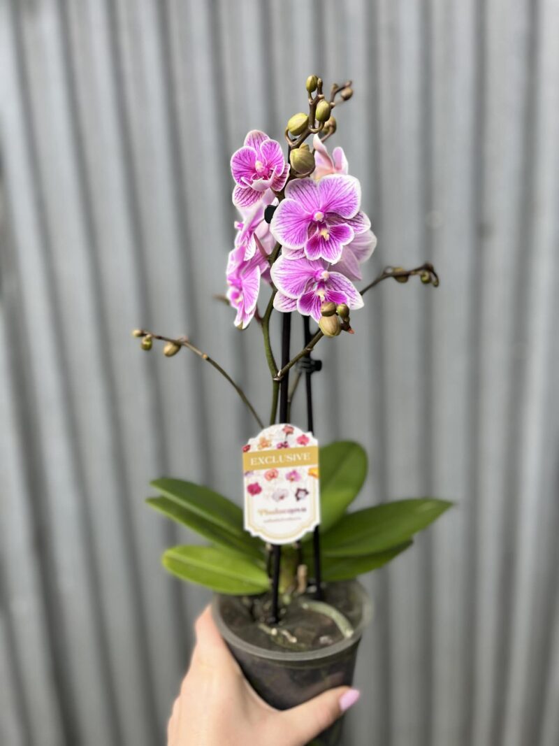 Phalaenopsis ‘Ching Ann Vichris Dress (Big Lip)’ | Storczyk przekwitający