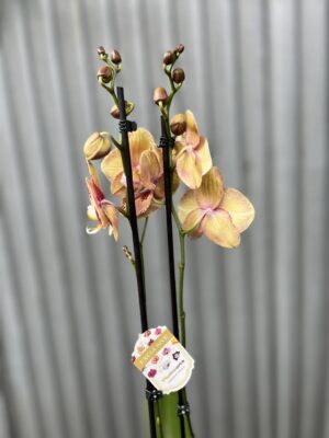 Phalaenopsis OX Luna Rosa ‘3066’ | Storczyk zrzucił pączki
