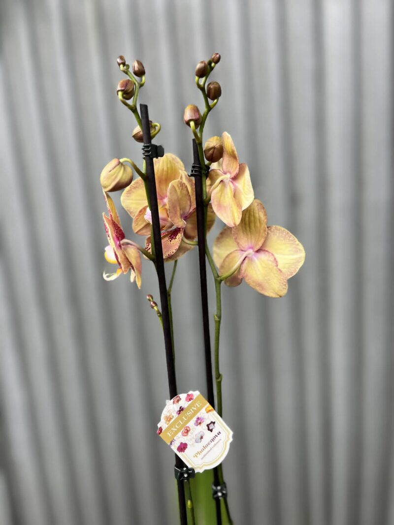 Phalaenopsis OX Luna Rosa ‘3066’ | Storczyk zrzucił pączki