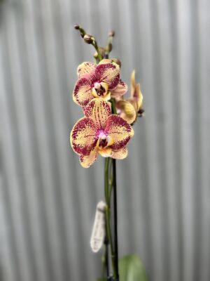 Phalaenopsis OX Luna Rosa ‘3066’ | Storczyk zrzucił pączki