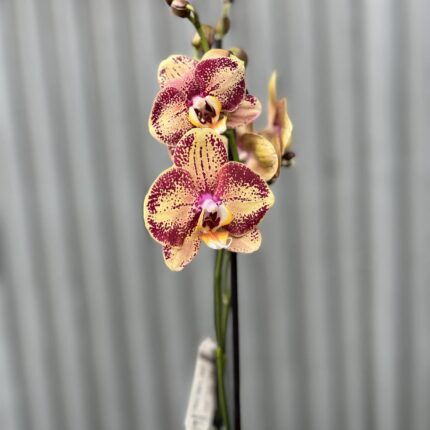 Phalaenopsis OX Luna Rosa ‘3066’ | Storczyk zrzucił pączki