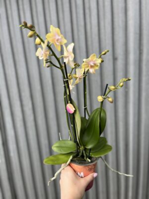 Phalaenopsis Bolgheri Lemon | Storczyk pachnący