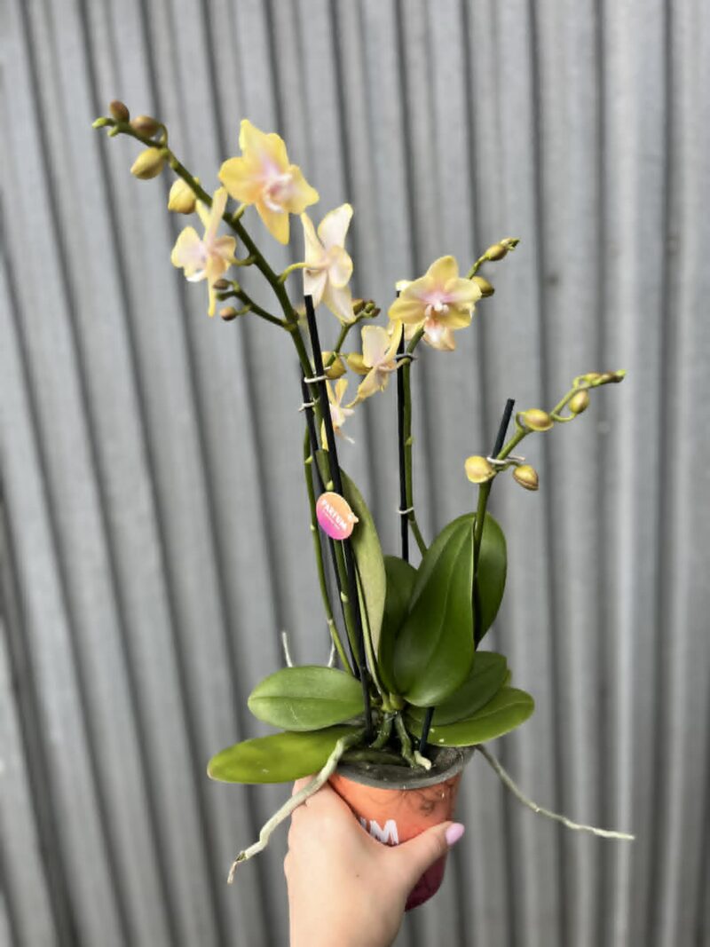 Phalaenopsis Bolgheri Lemon | Storczyk pachnący