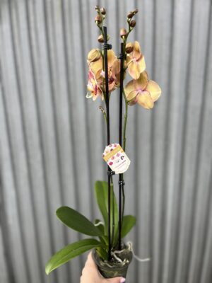 Phalaenopsis OX Luna Rosa ‘3066’ | Storczyk zrzucił pączki