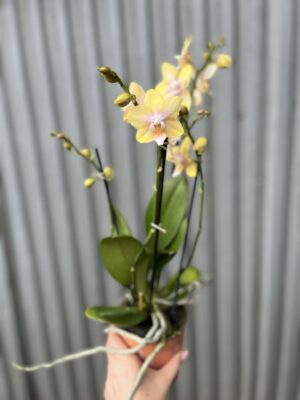 Phalaenopsis Bolgheri Lemon | Storczyk pachnący
