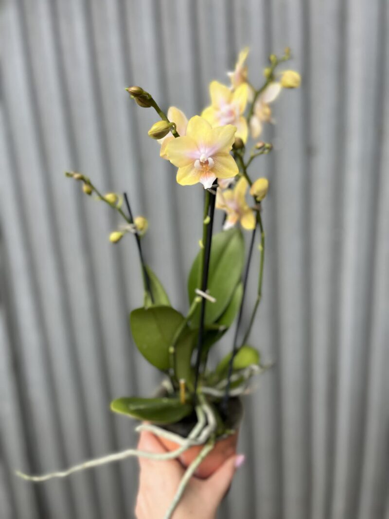 Phalaenopsis Bolgheri Lemon | Storczyk pachnący