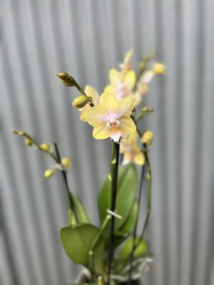 Phalaenopsis Bolgheri Lemon | Storczyk pachnący