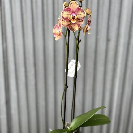 Phalaenopsis OX Luna Rosa ‘3066’ | Storczyk zrzucił pączki