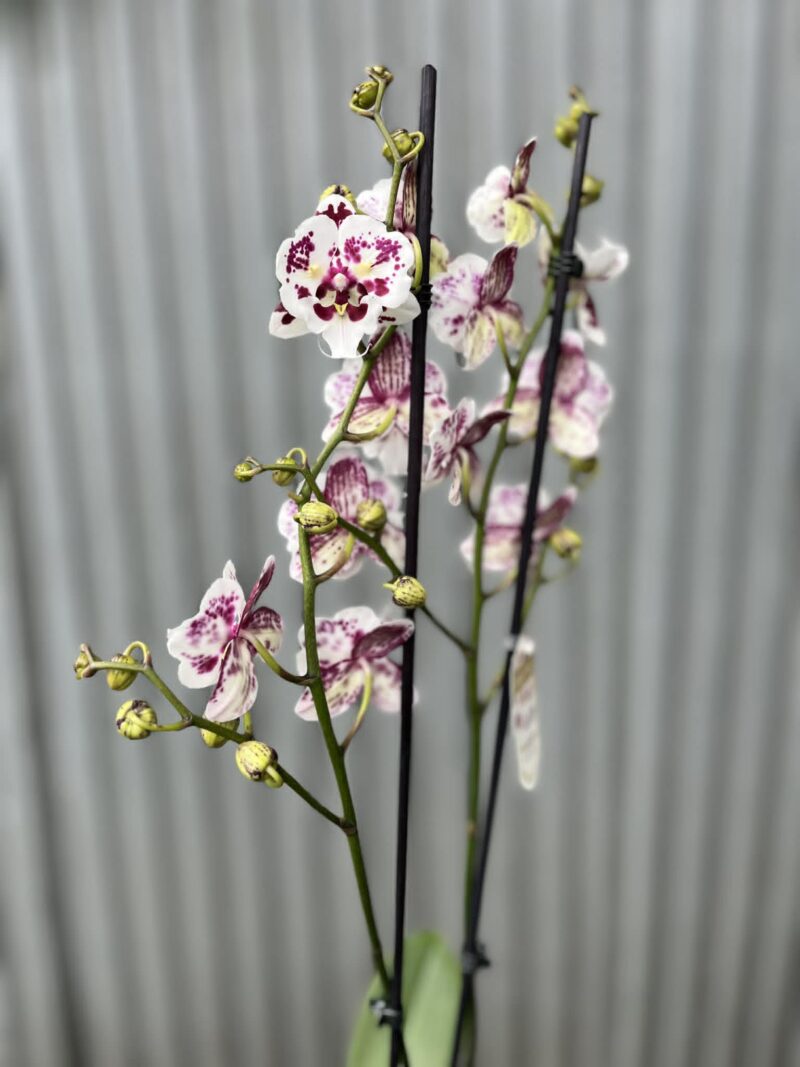 phalaenopsis Untold Stories big lip | Storczyk