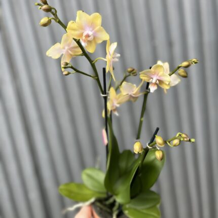 Phalaenopsis Bolgheri Lemon | Storczyk pachnący