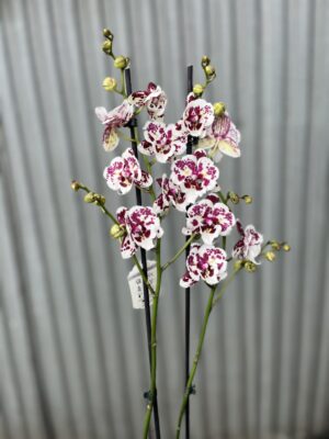 phalaenopsis Untold Stories big lip | Storczyk