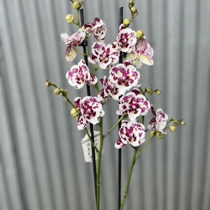 phalaenopsis Untold Stories big lip | Storczyk