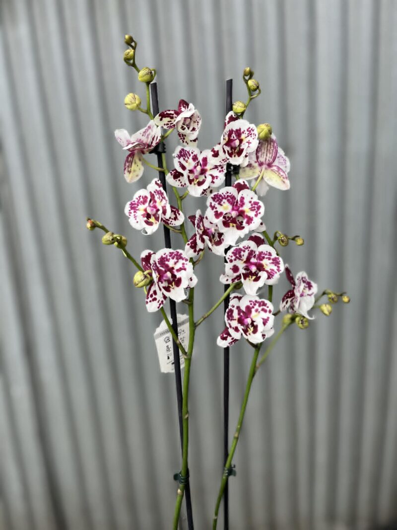 phalaenopsis Untold Stories big lip | Storczyk phalaenopsis Untold Stories big lip | Storczyk