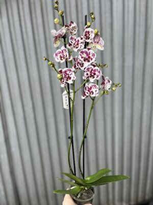 phalaenopsis Untold Stories big lip | Storczyk