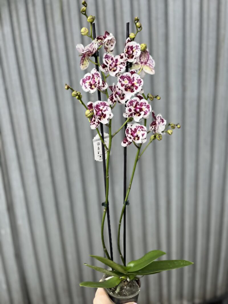 phalaenopsis Untold Stories big lip | Storczyk