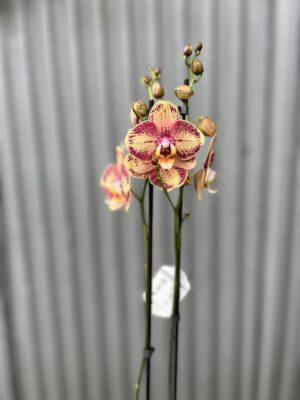Phalaenopsis OX Luna Rosa ‘3066’ | Storczyk zrzucił pączki