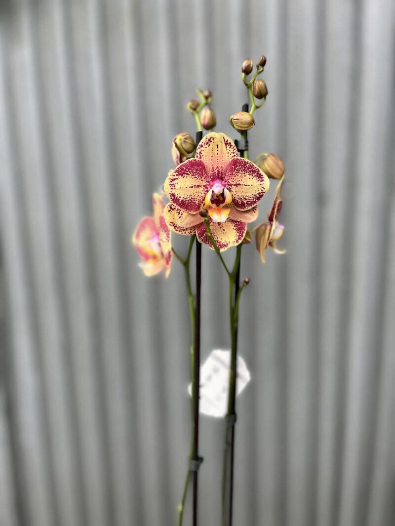 Phalaenopsis OX Luna Rosa ‘3066’ | Storczyk zrzucił pączki