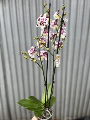 phalaenopsis Untold Stories big lip | Storczyk