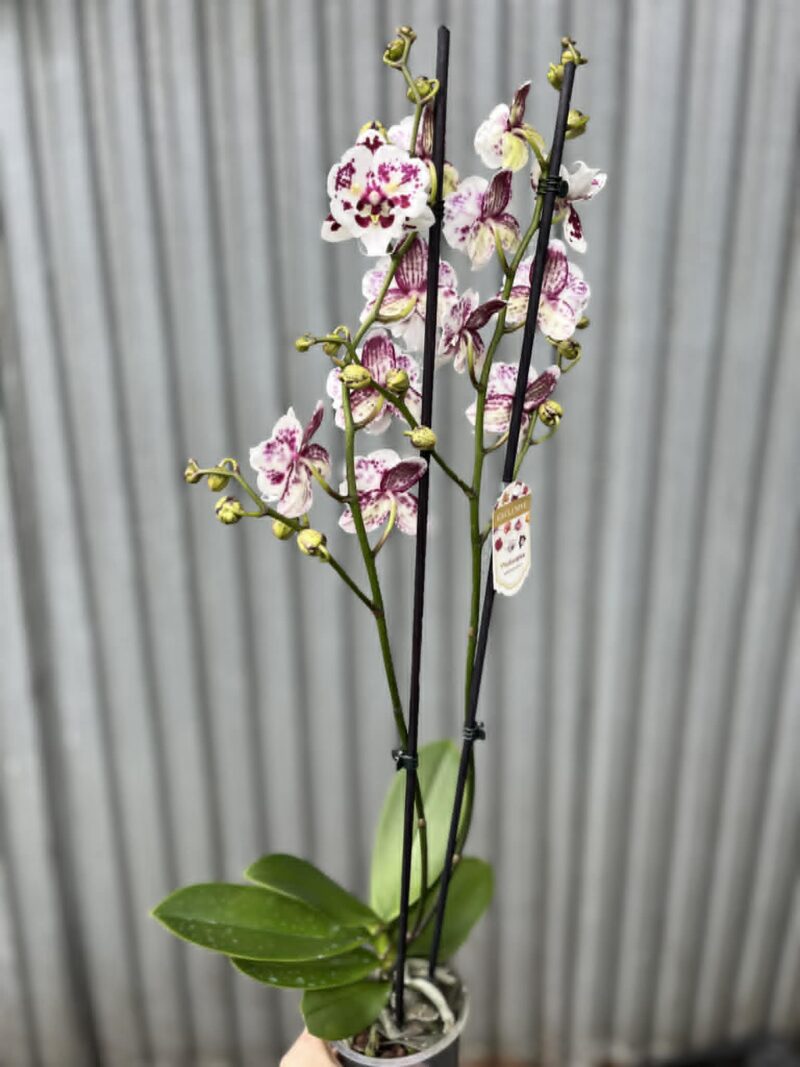 phalaenopsis Untold Stories big lip | Storczyk