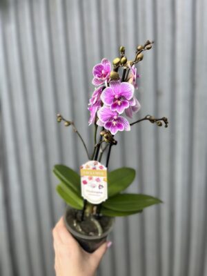 Phalaenopsis ‘Ching Ann Vichris Dress (Big Lip)’ | Storczyk przekwitający