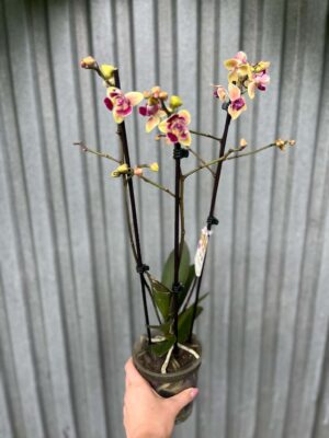 Phalaenopsis Sogo Yellowtris „Lycastopsis” (Prawdopodobnie) | Storczyk przekwitający