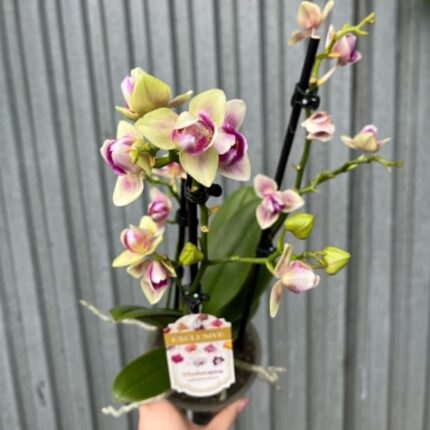 Phalaenopsis nn mutacja perolic | Storczyk przekwitający