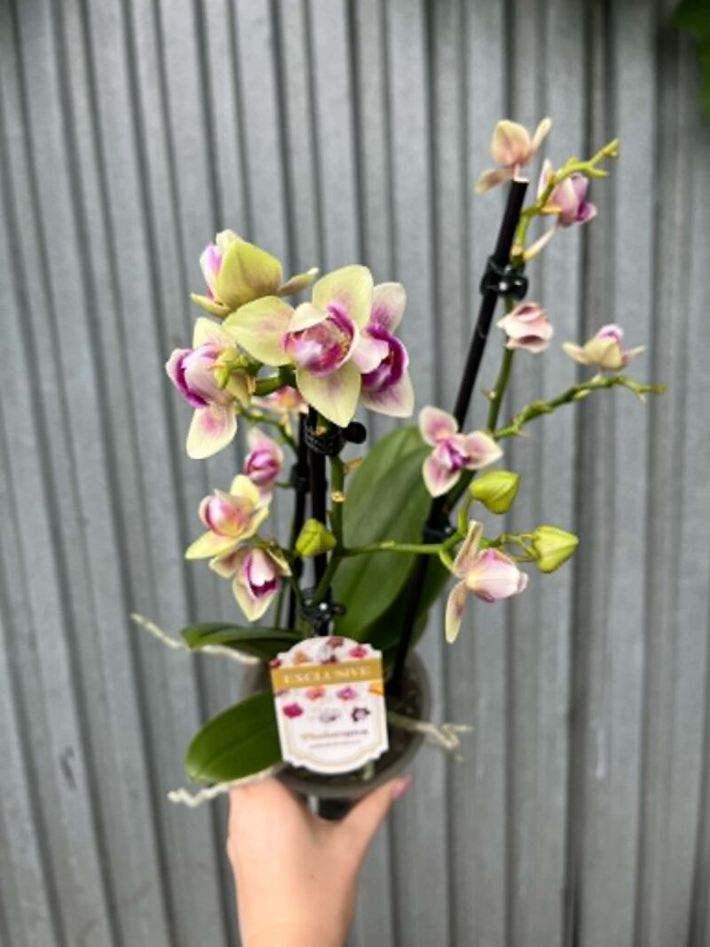 Phalaenopsis nn mutacja perolic | Storczyk przekwitający