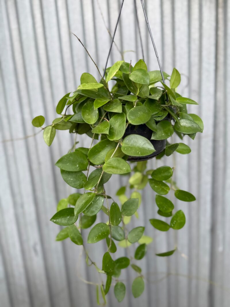 Hoya Chouke