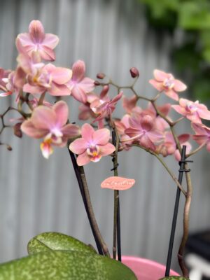 Phalaenopsis Odorion | Storczyk pachnący