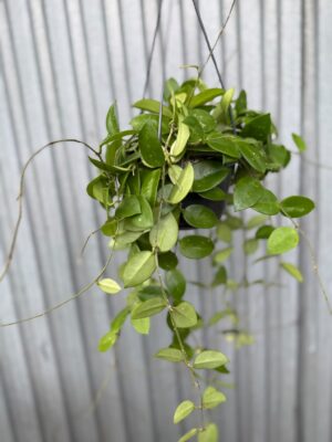 Hoya Chouke