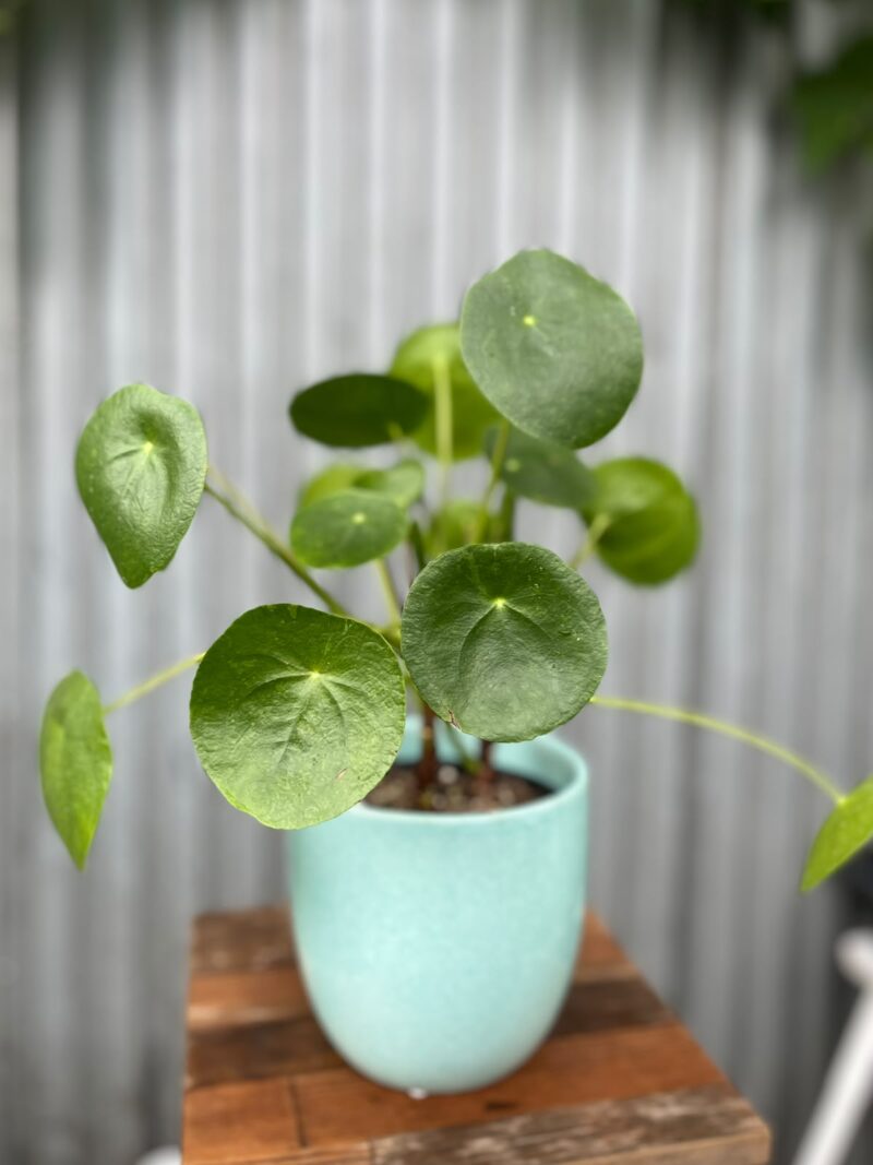 Osłonka ceramiczna 13 cm – turkusowa
