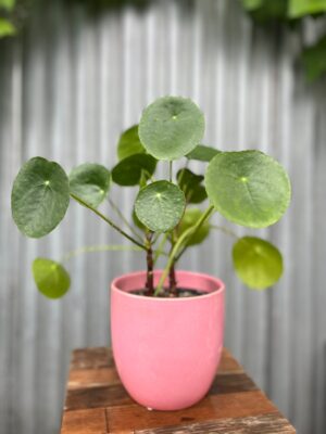 Osłonka ceramiczna różowa 13 cm